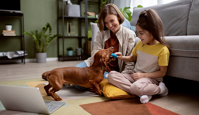 blog cuidado de gatos