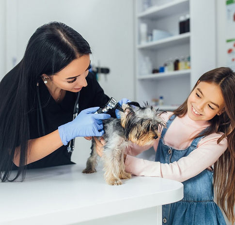 adopción mascotas armenia