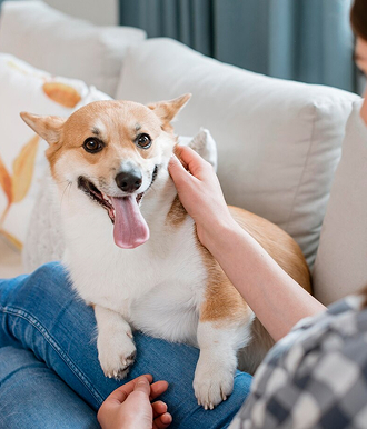 peluquería canina armenia